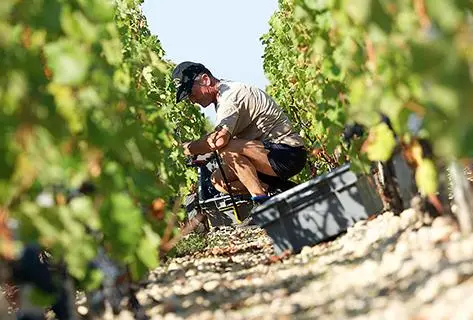 Château Mouton Rothschild - 2