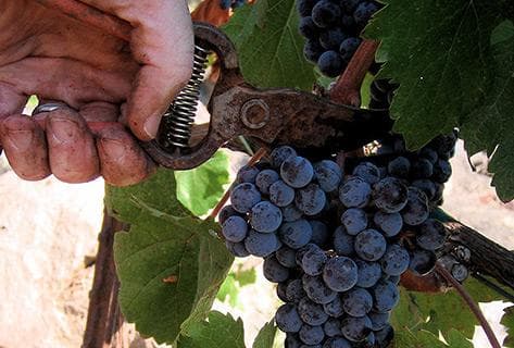 Château Mouton Rothschild - 4