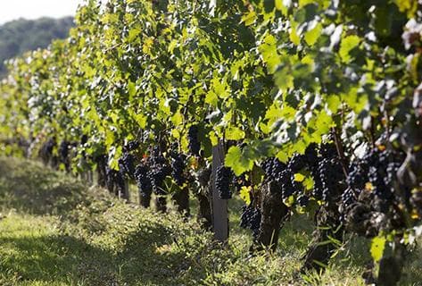 Château Olivier - 2