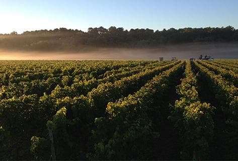 Château Olivier - 4