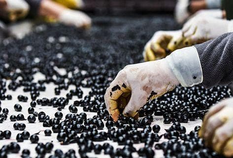 Château Pedesclaux - 4