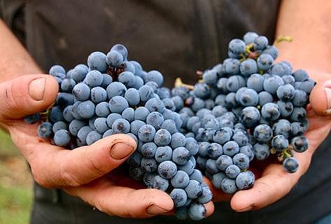 Château Petit Village - 2