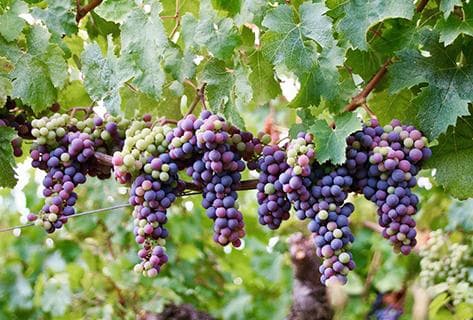 Château Petit Village - 4