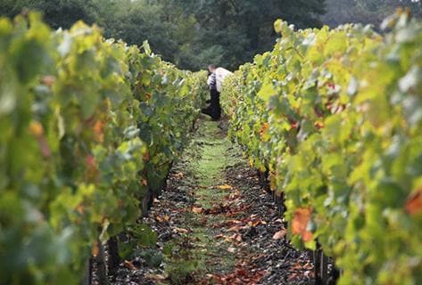 Château Peyrabon - 2