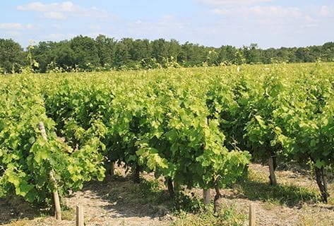 Château Peyrabon - 3