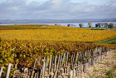 Château Phélan Ségur - 2