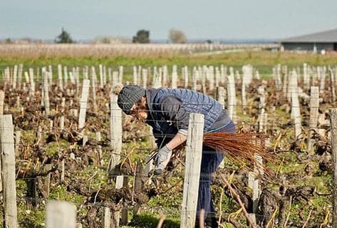 Château Pichon Longueville Comtesse de Lalande - 3