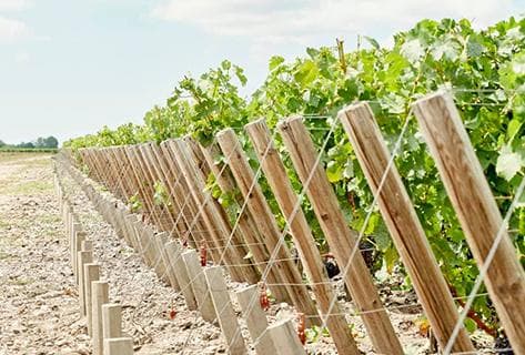 Château Pichon Longueville Comtesse de Lalande - 4