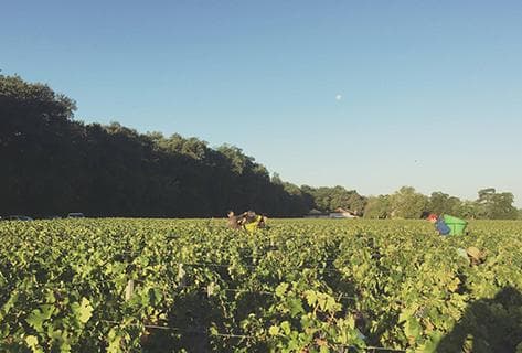 Château Picque Caillou - 2