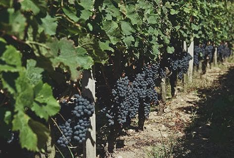 Château Picque Caillou - 3