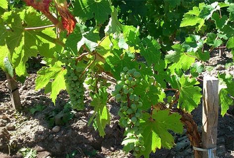 Château Pontac Lynch - 2