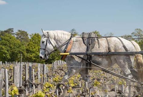 Château Pontet-Canet - 2