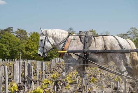Château Pontet-Canet - 2
