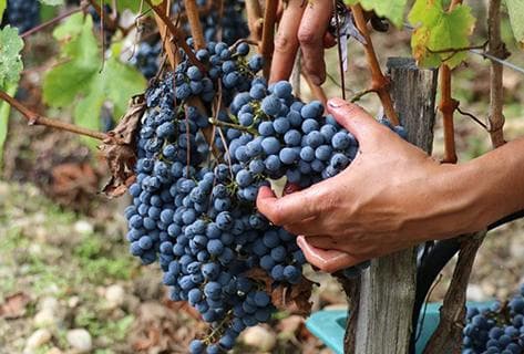 Château Prieuré Lichine - 2