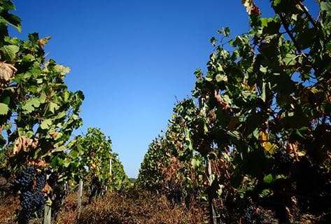 Château Prieuré Lichine - 3