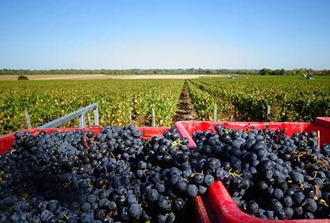 Château Prieuré Lichine - 4