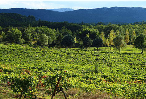 Château Revelette - 3