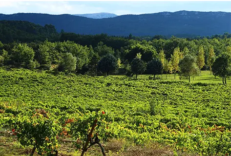 Château Revelette - 3