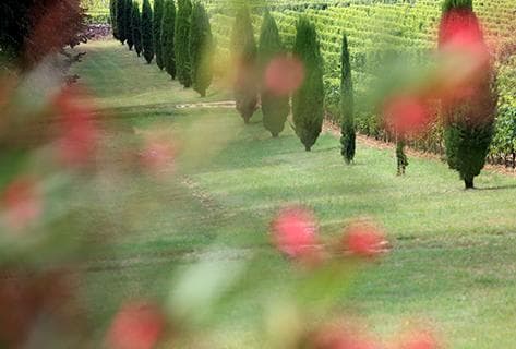 Foto des Partnerweinguts Château Reynon