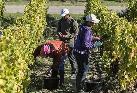 Château Rieussec - 3