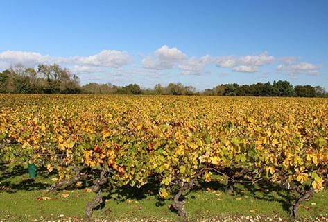 Château Rollan de By - 2