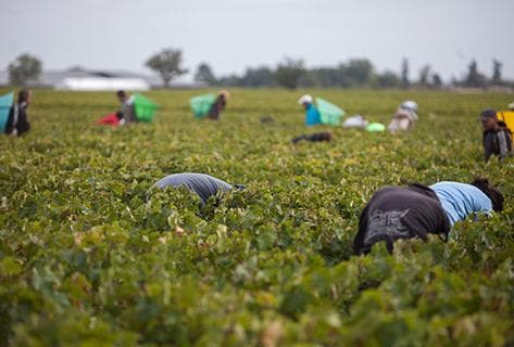 Château Saint-Pierre (Saint-Julien) - 2