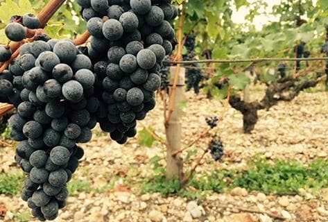 Château Saint-Pierre (Saint-Julien) - 3