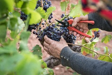 Château Sainte-Roseline - 3