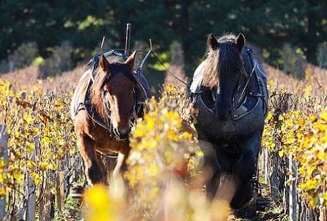 Château Smith Haut Lafitte - 2