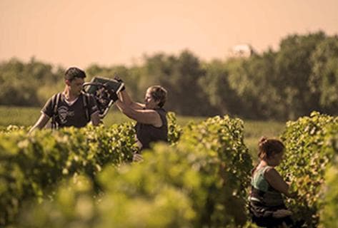 Foto della tenuta - Château Sociando-Mallet