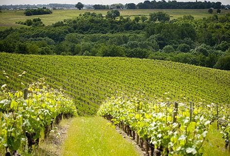 Château Soucherie - 3