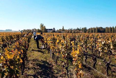 Château Suduiraut - 2