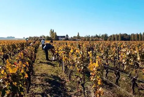 Château Suduiraut - 2