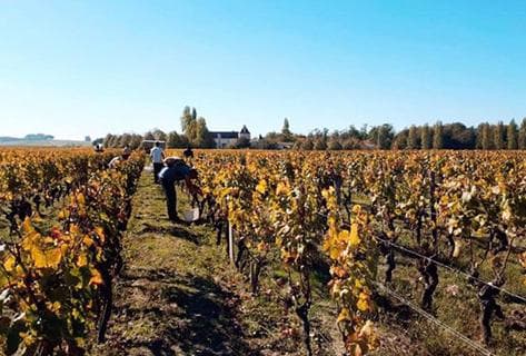 Château Suduiraut - 2