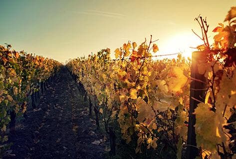 Château Taillefer - 1