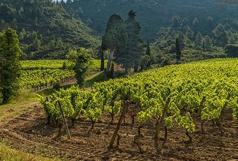Château Tour Haut-Caussan - 3