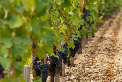 Château Tronquoy Lalande - 2