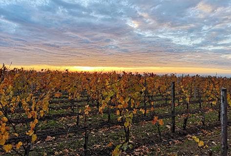 Château Troplong Mondot - 2