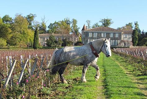 Château Troplong Mondot - 3