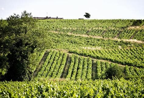 Foto della tenuta - Chignard