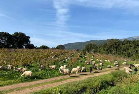 Clos Canarelli - 2