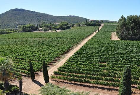 Clos Cibonne - 3