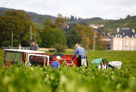 Clos de la Roilette - 4