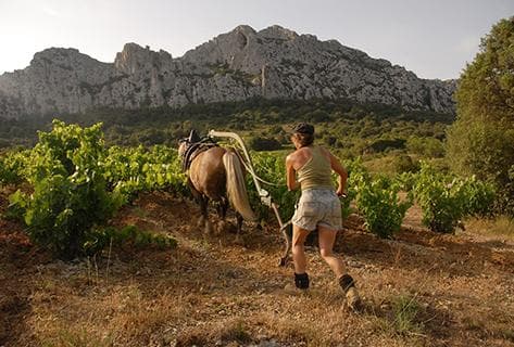 Clos des Fées - 2