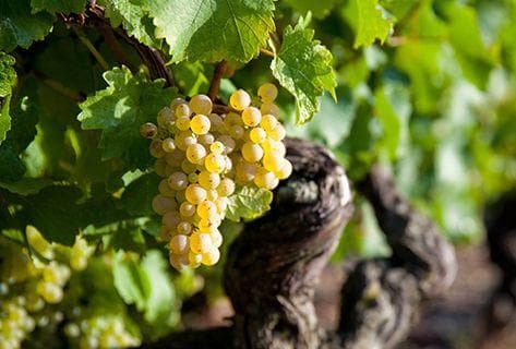 Clos des Treilles - 2