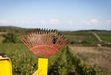 Photo of partner producer Clos des Vignes du Maynes