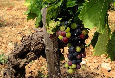 Clos du Gravillas - 1