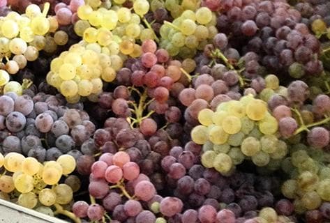 Clos du Gravillas - 2