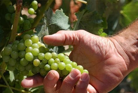 Clos du Gravillas - 4