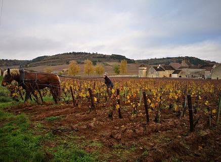 Clos du Moulin aux Moines - 2